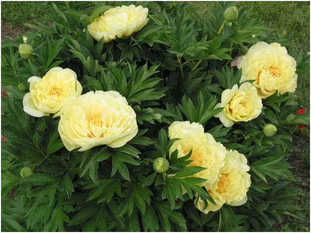 pionstapel