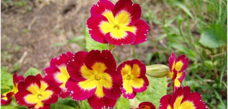 bloemen sleutelbloem