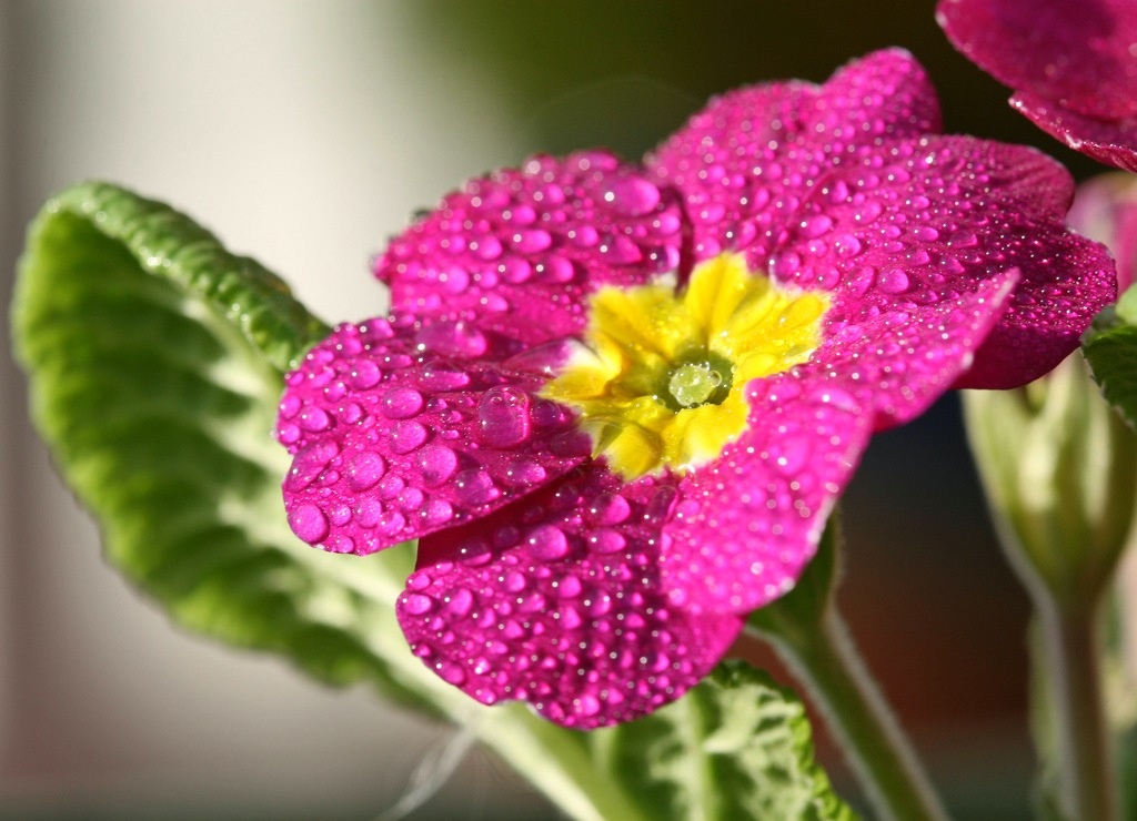 primrose bloem