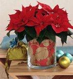 Poinsettia: The Christmas Star Poinsettia: The Christmas Star