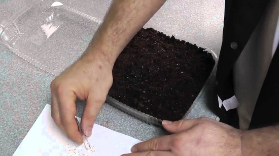 Zaailingen van Aardbeien en Aardbeien