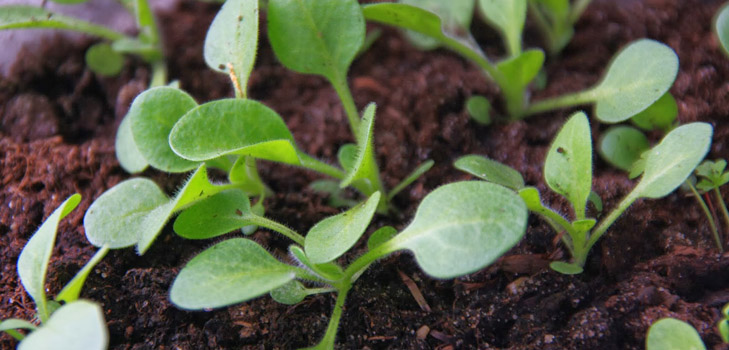 Zaailingen van petunia