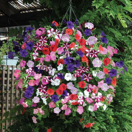 Zaailingen van petunia