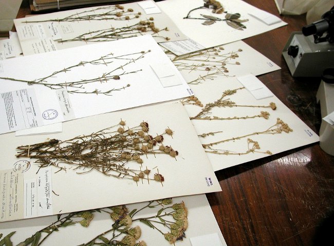 Planten voor Herbarium