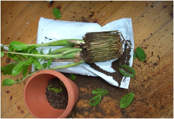 transplantatie van zamioculcus