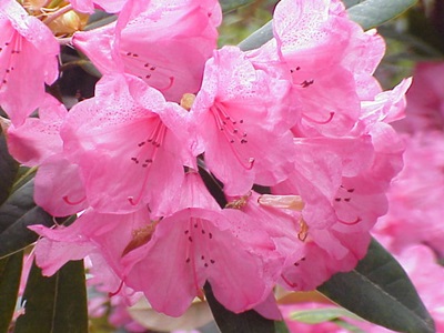 rododendron