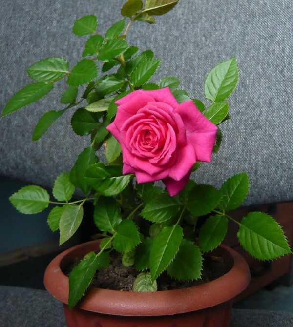 Rose thuis: zorg en inhoud