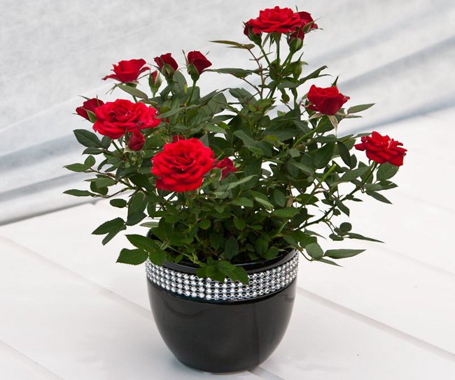 Rose thuis: zorg en inhoud