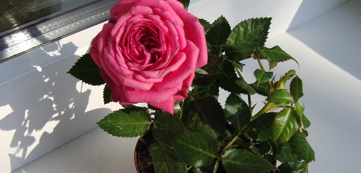 Rose thuis: zorg en inhoud