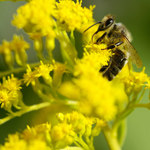 Allergie voor stuifmeel Allergie voor stuifmeel