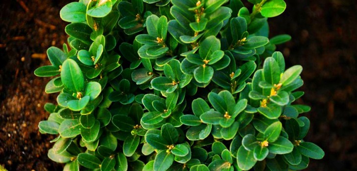 Buxus - wintergroene decoratie voor de tuin en de vensterbank