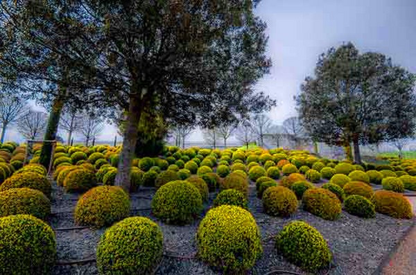 Buxus - wintergroene decoratie voor de tuin en de vensterbank