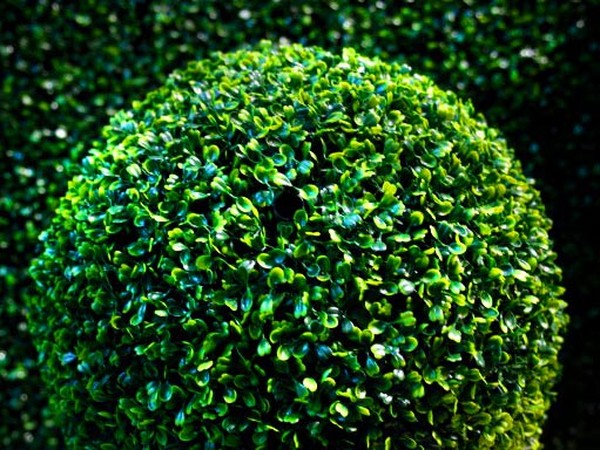 Buxus - wintergroene decoratie voor de tuin en de vensterbank