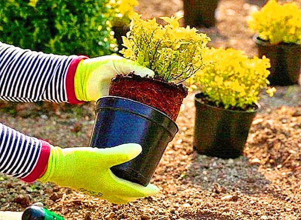 Buxus - wintergroene decoratie voor de tuin en de vensterbank