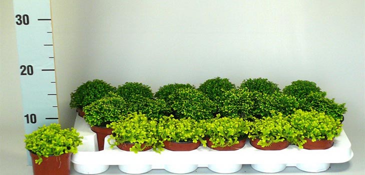 Selaginella: zorg