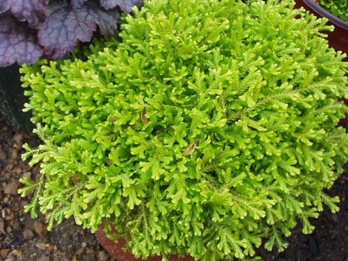Selaginella: soorten