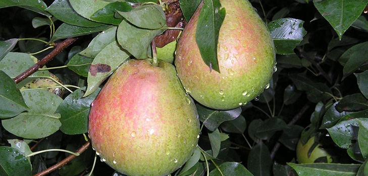 De beste soorten peren - beschrijvingen, planten en verzorging, foto