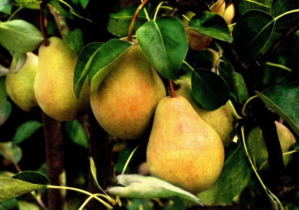 De beste soorten peren - beschrijvingen, planten en verzorging, foto