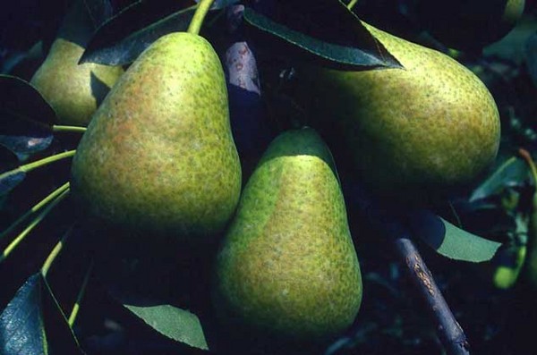 De beste soorten peren - beschrijvingen, planten en verzorging, foto