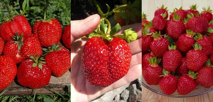 De beste aardbeien - beschrijving, functies, foto