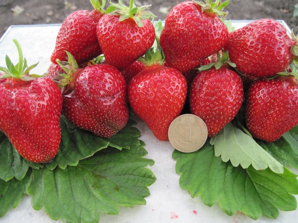 De beste aardbeien - beschrijving, functies, foto