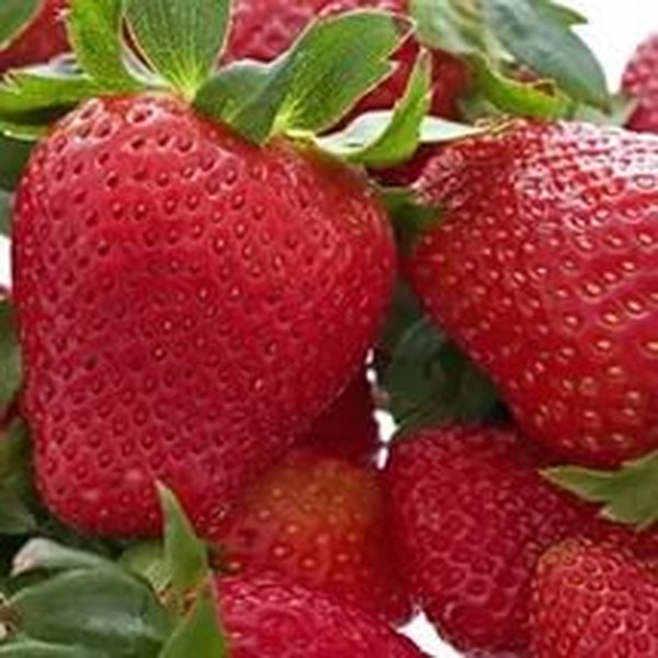 De beste aardbeien - beschrijving, functies, foto