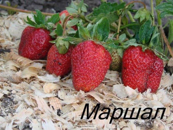 De beste aardbeien - beschrijving, functies, foto