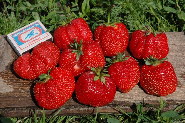 De beste aardbeien - beschrijving, functies, foto