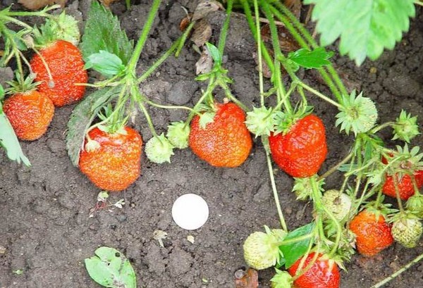 De beste aardbeien - beschrijving, functies, foto