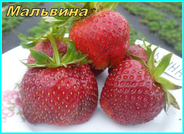 De beste aardbeien - beschrijving, functies, foto