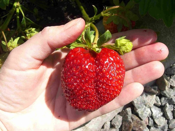 De beste aardbeien - beschrijving, functies, foto