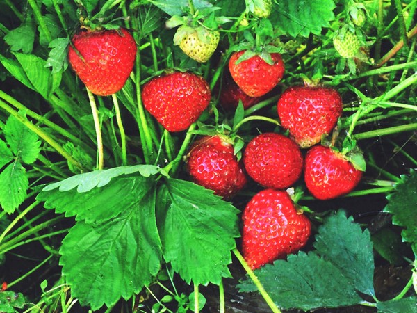 De beste aardbeien - beschrijving, functies, foto