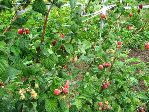De beste variëteiten van frambozen zijn beschrijvingen, planten en verzorgen, foto