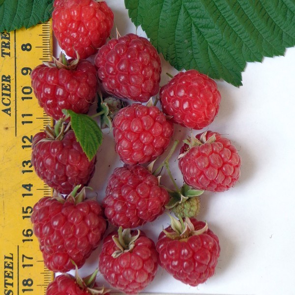 De beste variëteiten van frambozen zijn beschrijvingen, planten en verzorgen, foto