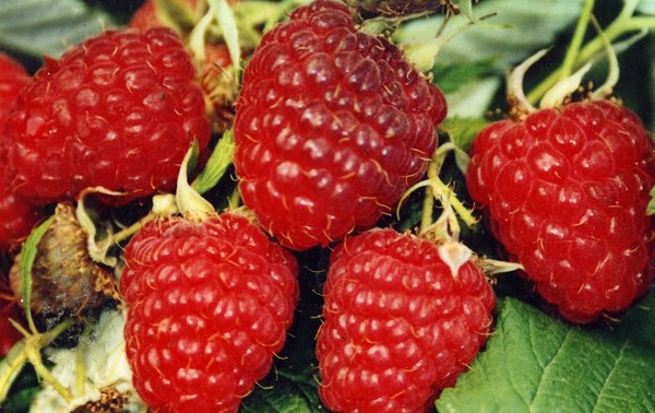 De beste variëteiten van frambozen zijn beschrijvingen, planten en verzorgen, foto