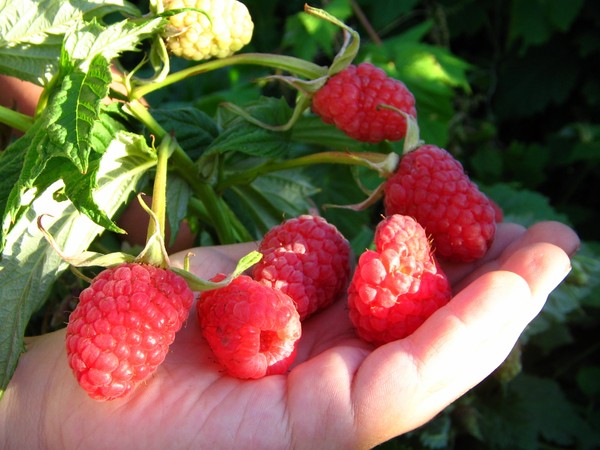 De beste variëteiten van frambozen zijn beschrijvingen, planten en verzorgen, foto