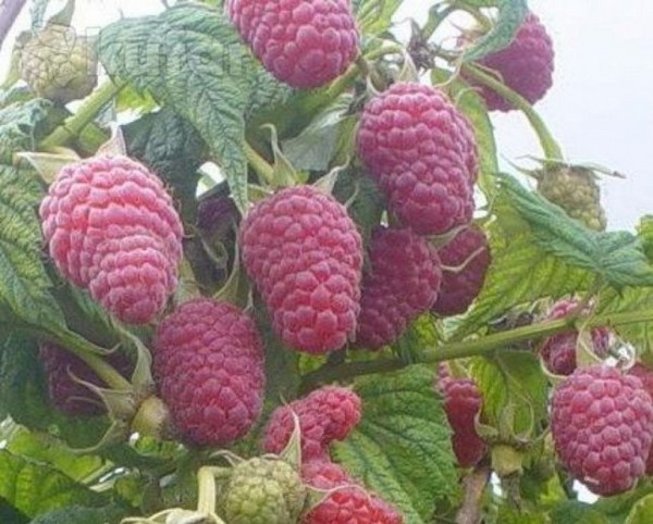 De beste variëteiten van frambozen zijn beschrijvingen, planten en verzorgen, foto
