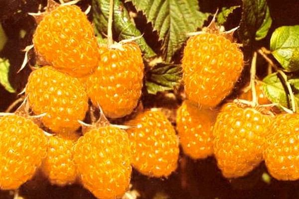 De beste variëteiten van frambozen zijn beschrijvingen, planten en verzorgen, foto