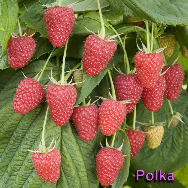 De beste variëteiten van frambozen zijn beschrijvingen, planten en verzorgen, foto