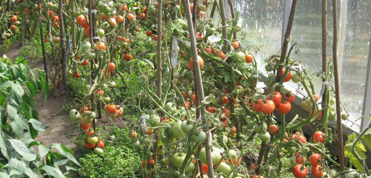 De beste variëteiten tomaten voor broeikassen