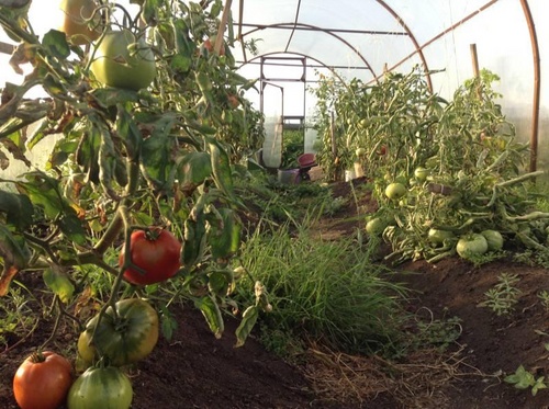 De beste variëteiten tomaten voor broeikassen