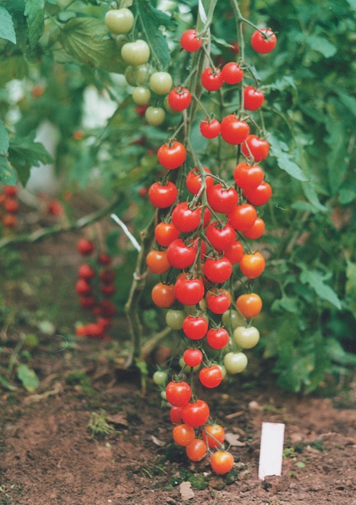 De beste variëteiten tomaten voor broeikassen