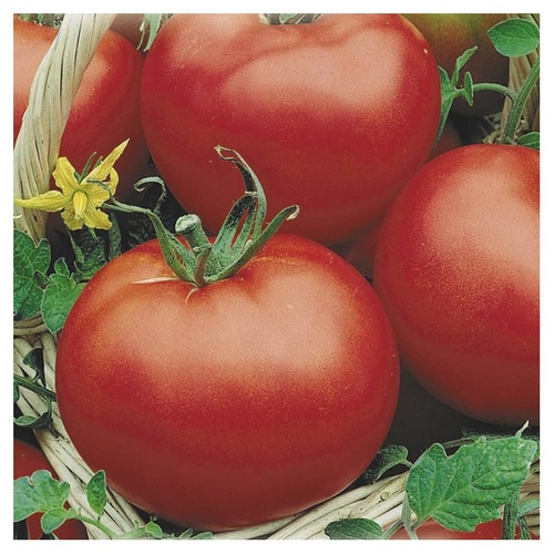 De beste variëteiten tomaten voor broeikassen