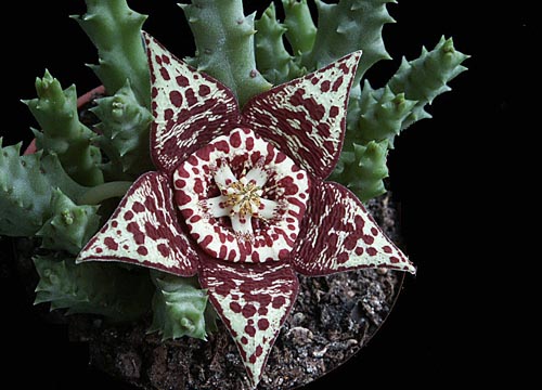 Stapelia: foto en verzorging thuis