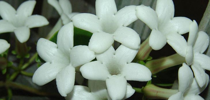 Stephanotis: zorg en foto