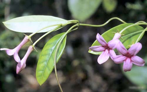 Transplantatie van jasmijn van Madagascar