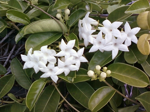 Stephanotis: zorg en foto