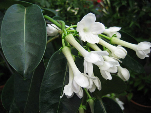 Hoe zorg je voor de stephanotis van Floribunda