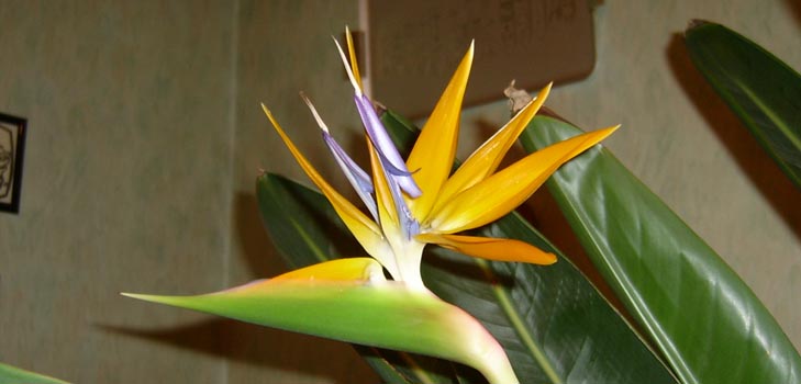 Strelitzia royal: foto en goede verzorging thuis