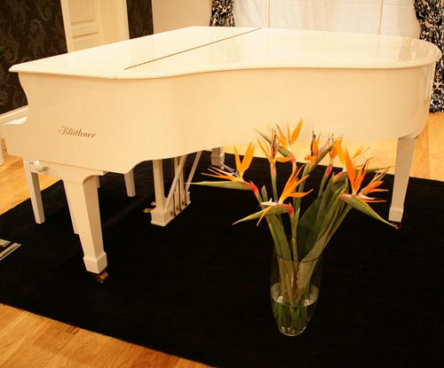 Zorg voor strelitzia